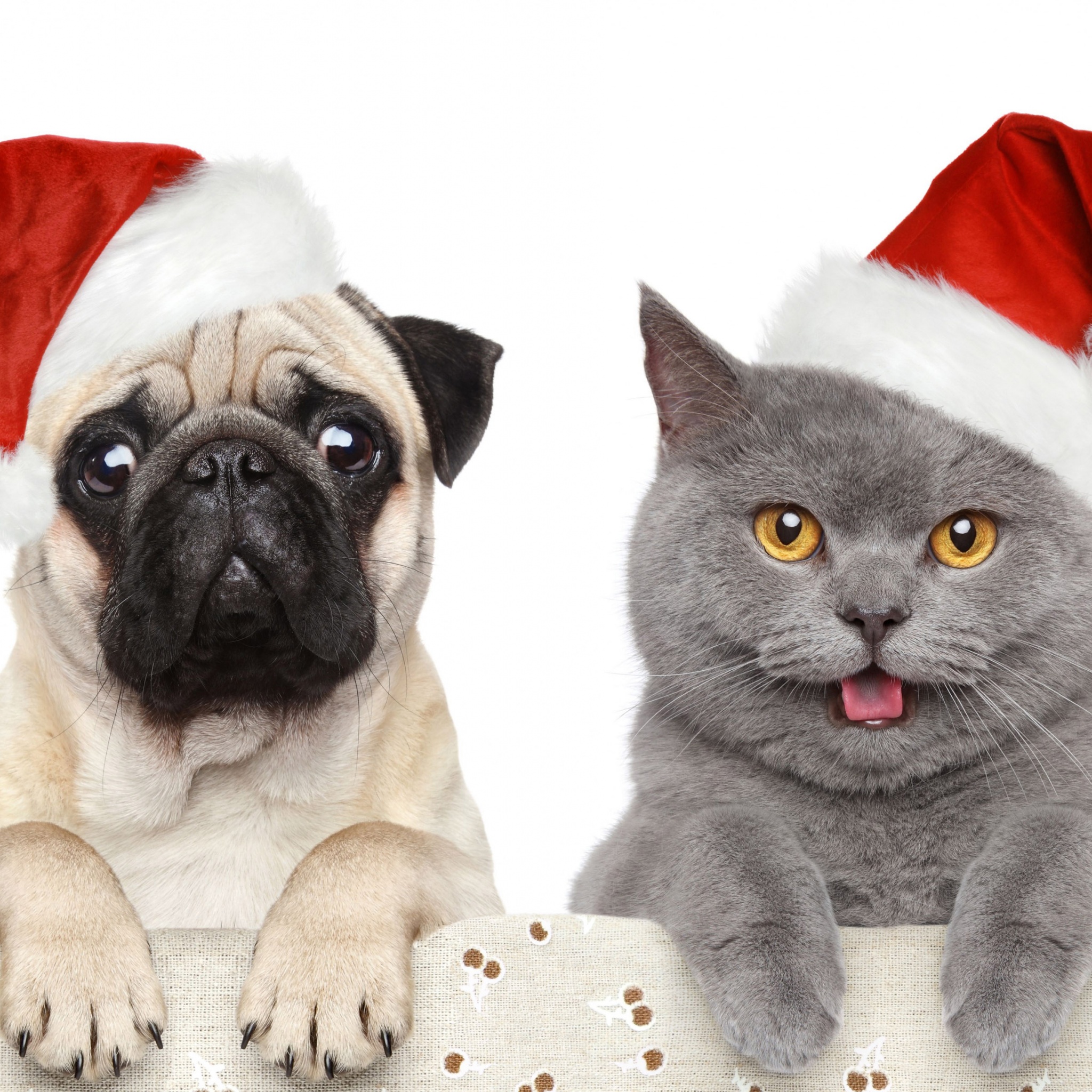 Cat Dog Funny Christmas