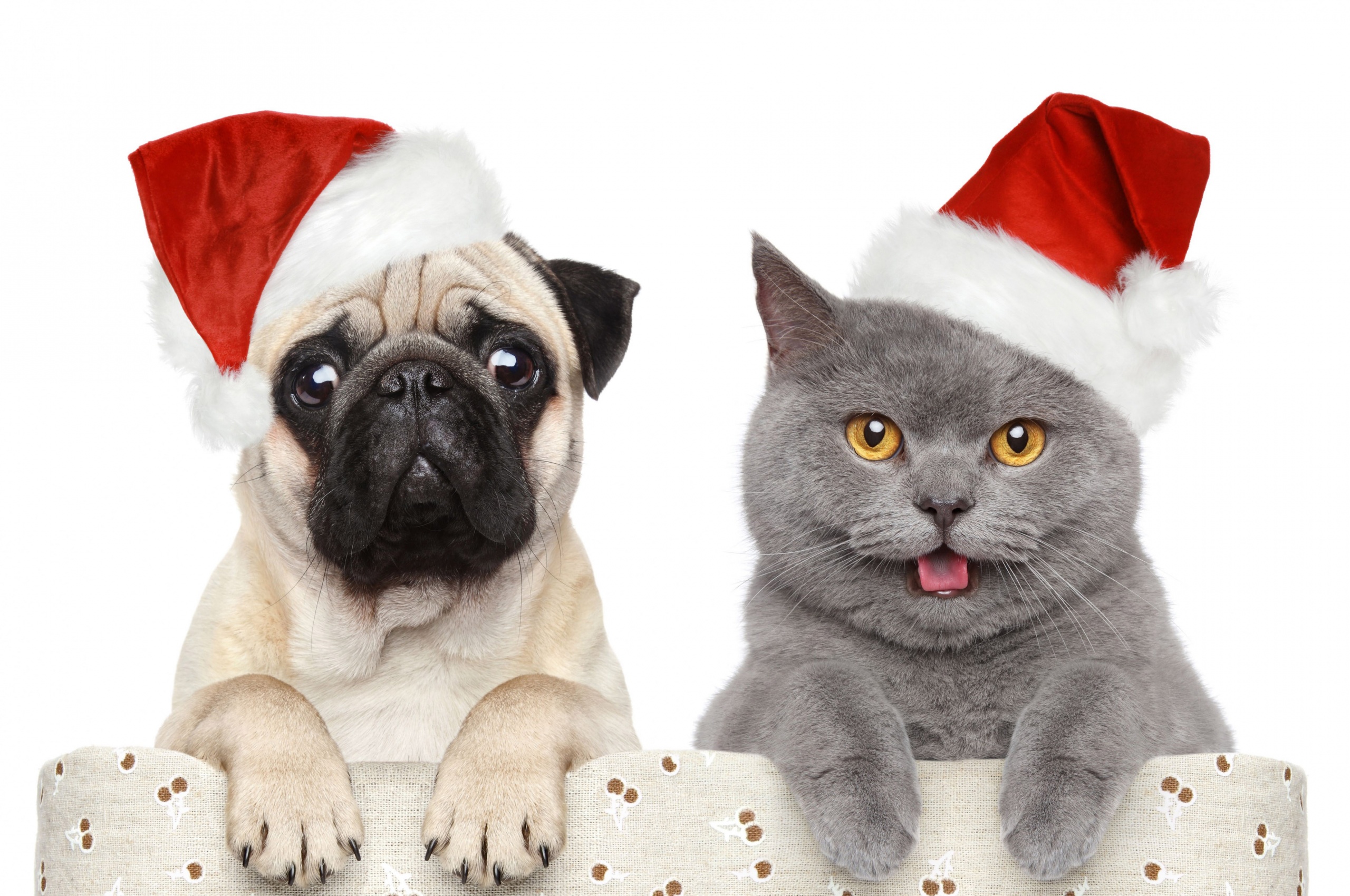 Cat Dog Funny Christmas