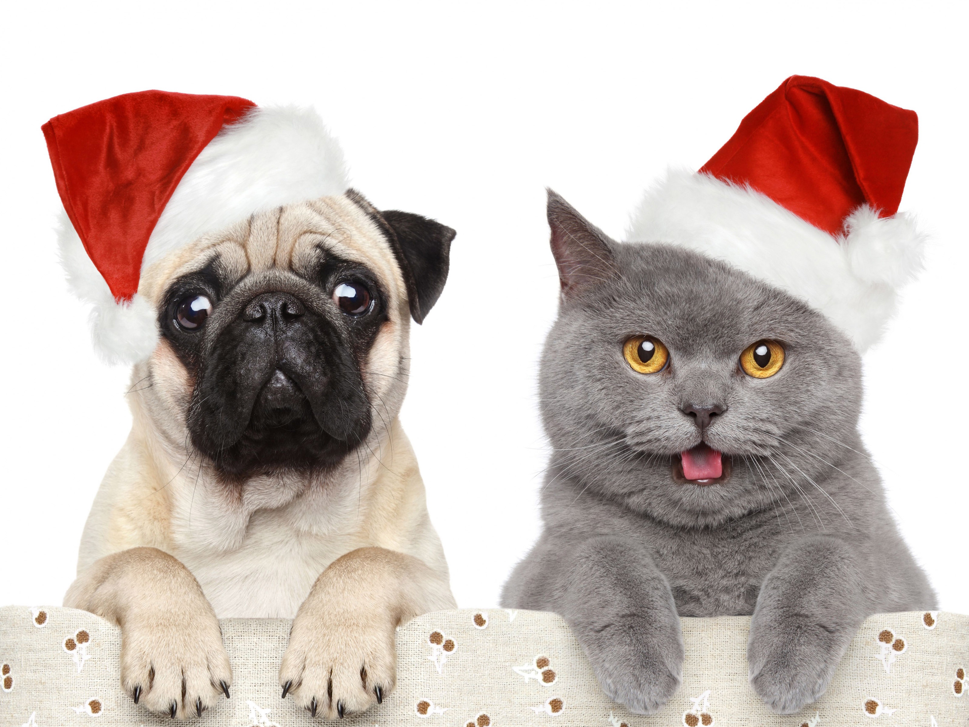 Cat Dog Funny Christmas