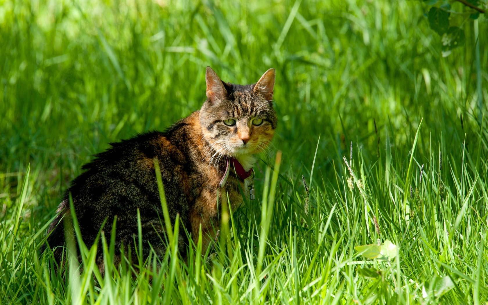 Cat In The Grass