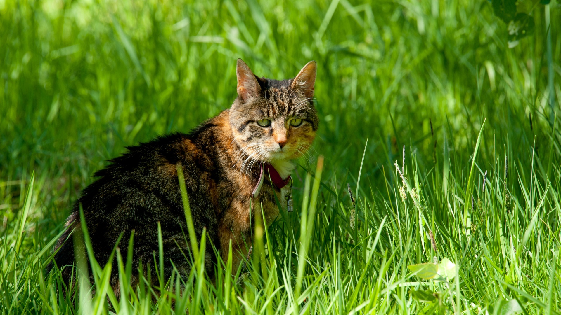 Cat In The Grass