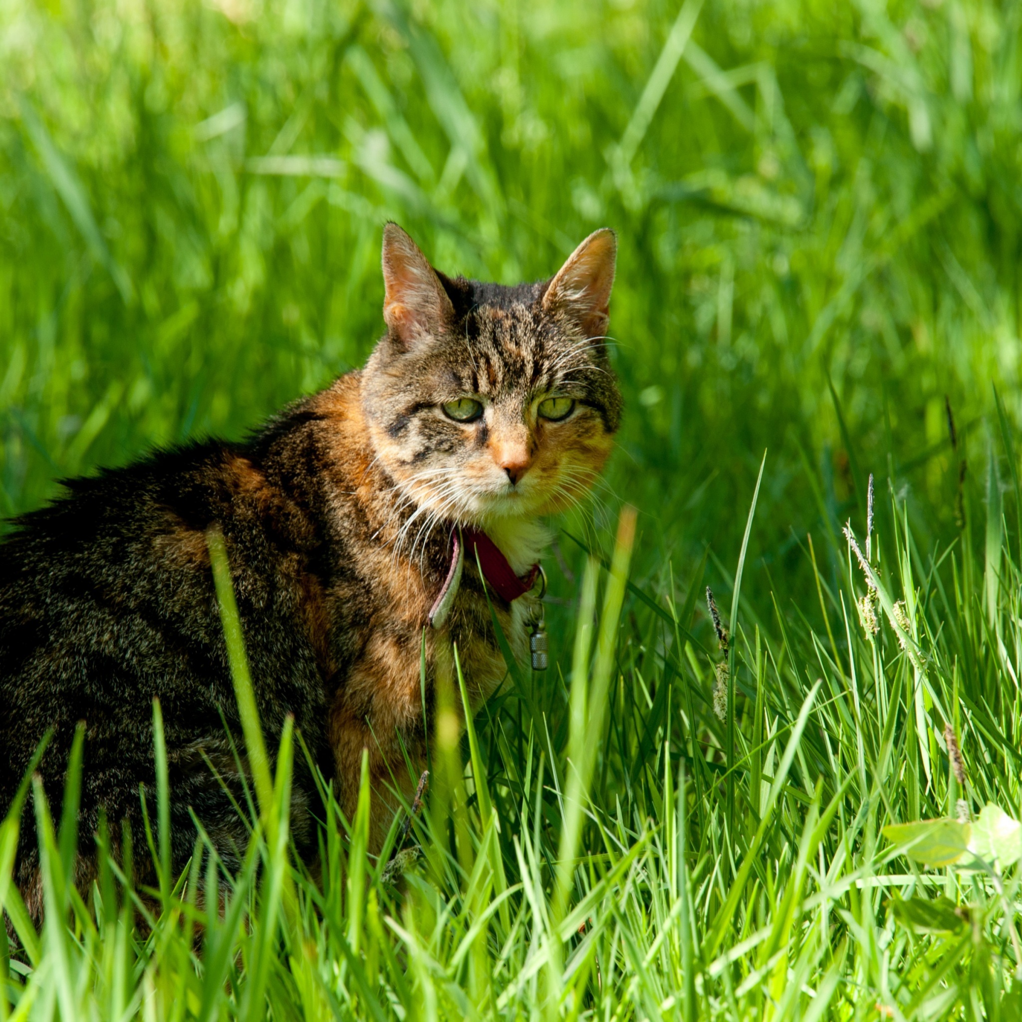 Cat In The Grass