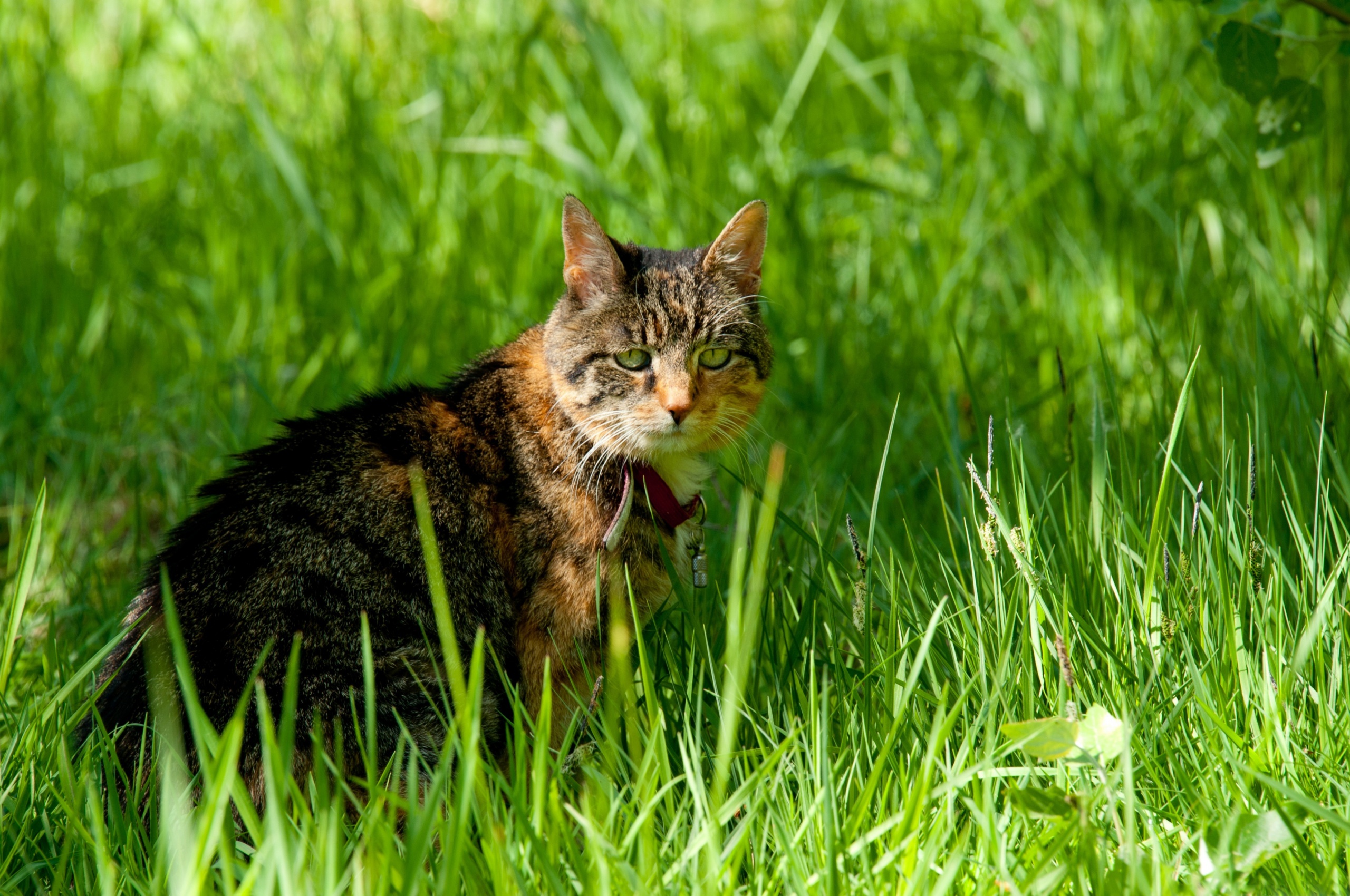 Cat In The Grass