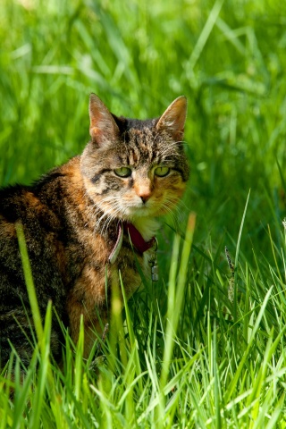 Cat In The Grass