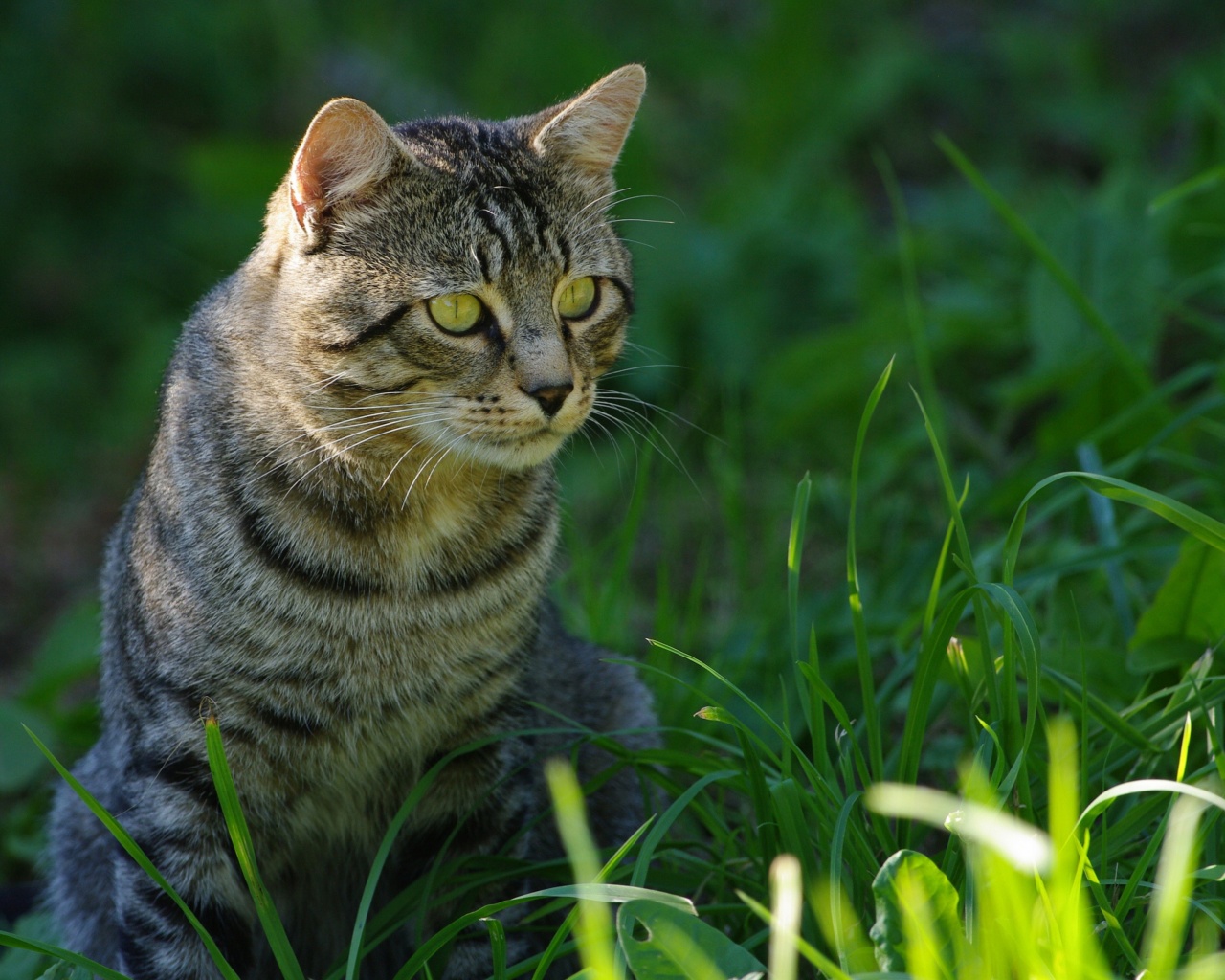 Cat In The Grass