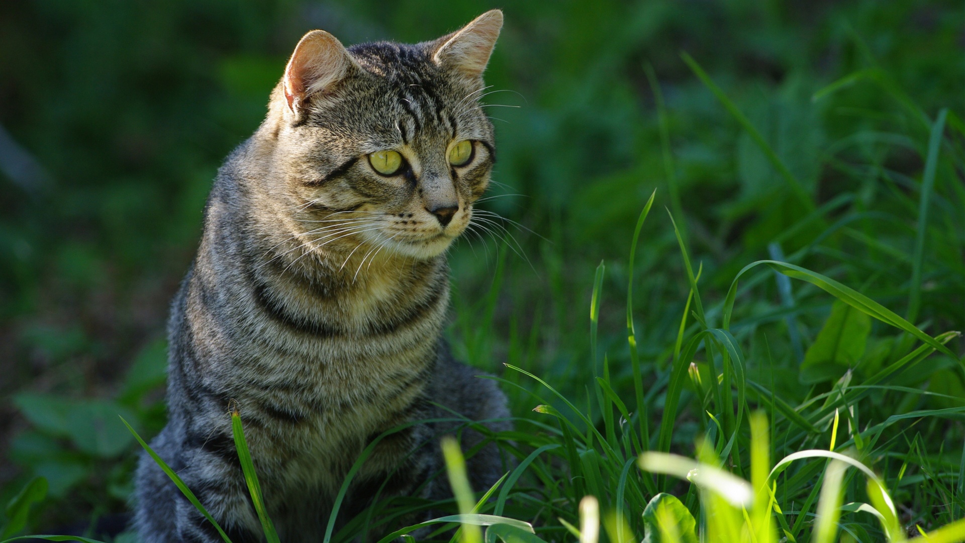 Cat In The Grass