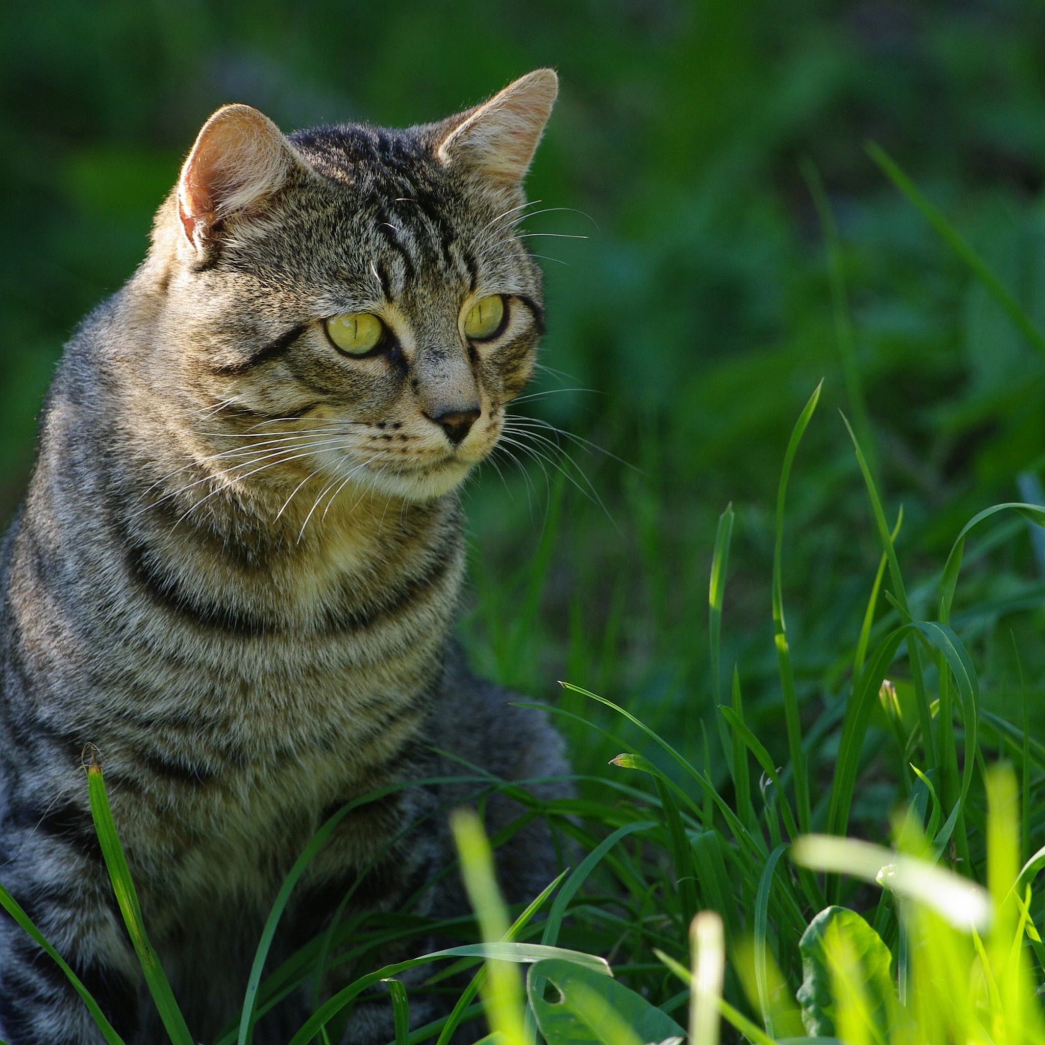 Cat In The Grass