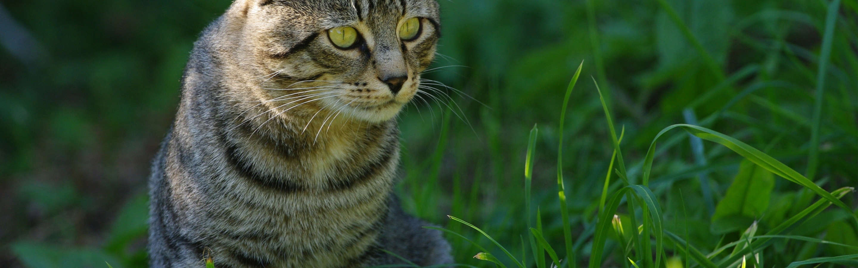 Cat In The Grass