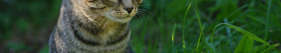 Cat In The Grass