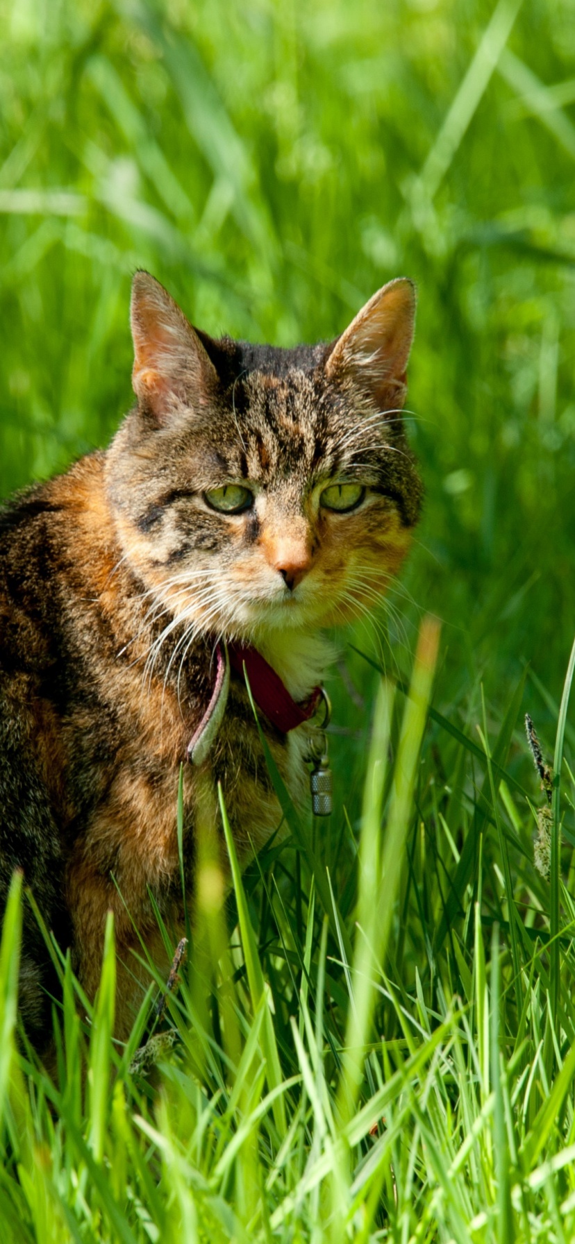 Cat In The Grass