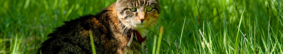 Cat In The Grass