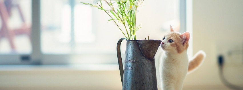 Cat Kitten Vase Flowers