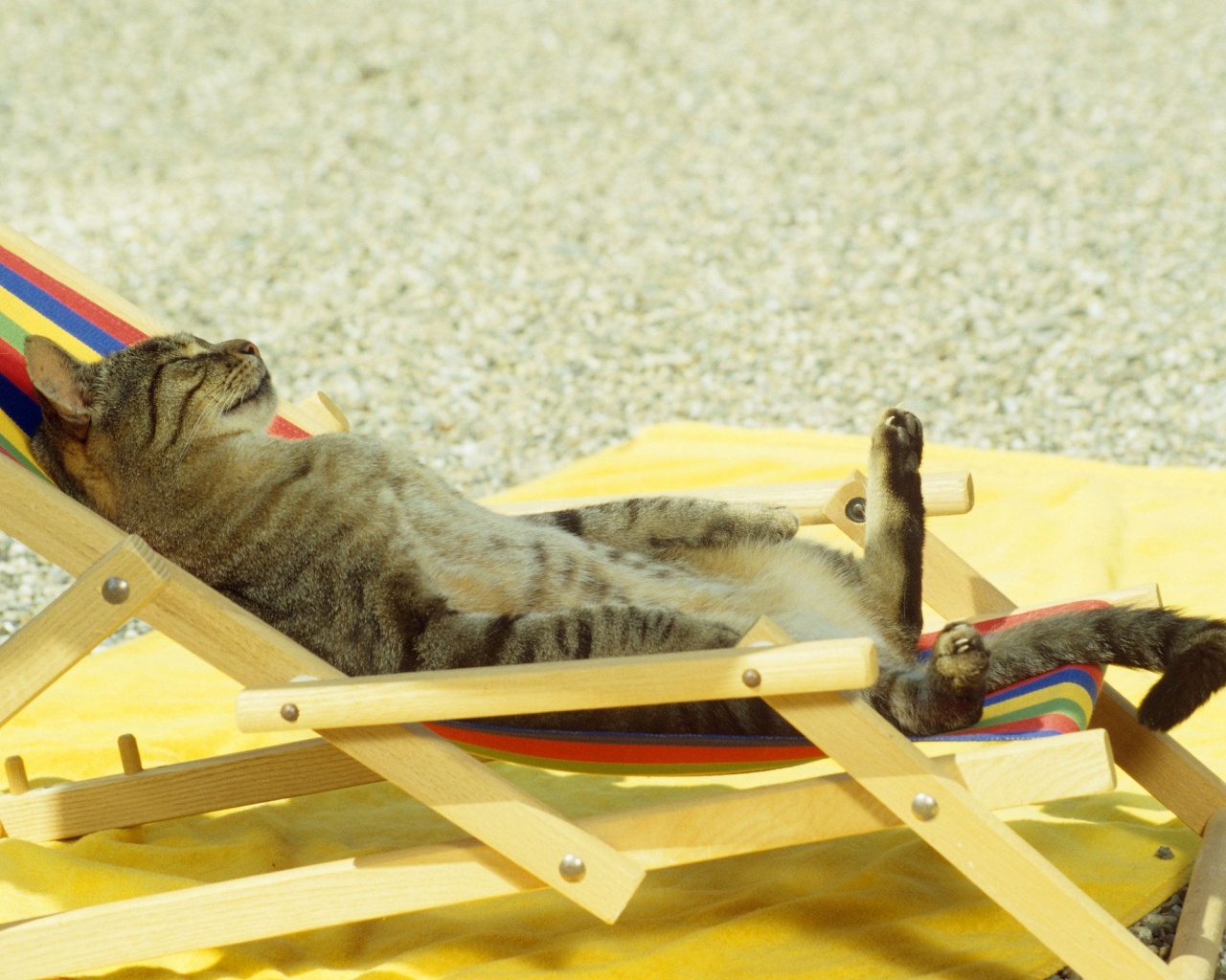 Cat Relaxing On Lounge Chair