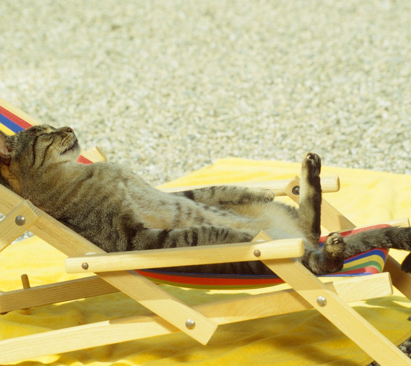 Cat Relaxing On Lounge Chair