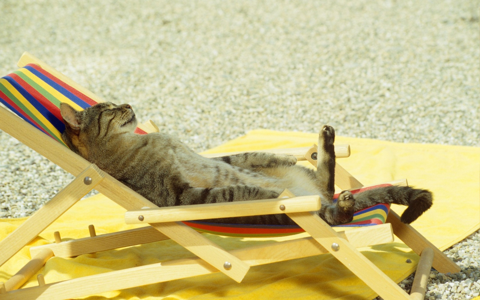 Cat Relaxing On Lounge Chair