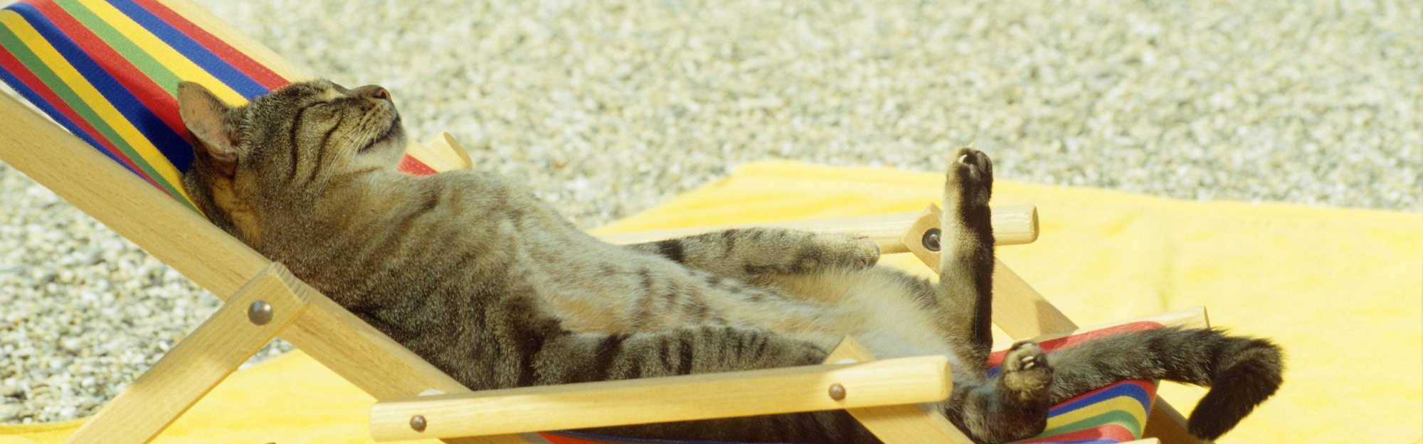 Cat Relaxing On Lounge Chair