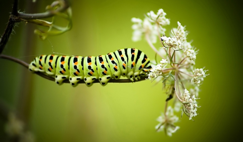 Caterpillar