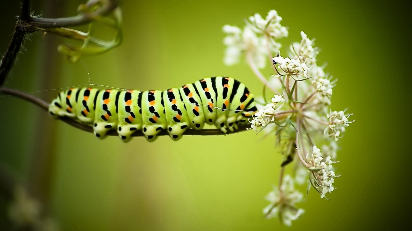 Caterpillar