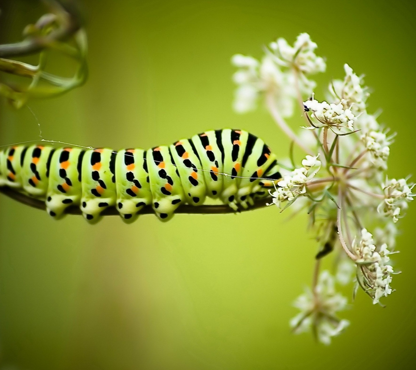 Caterpillar