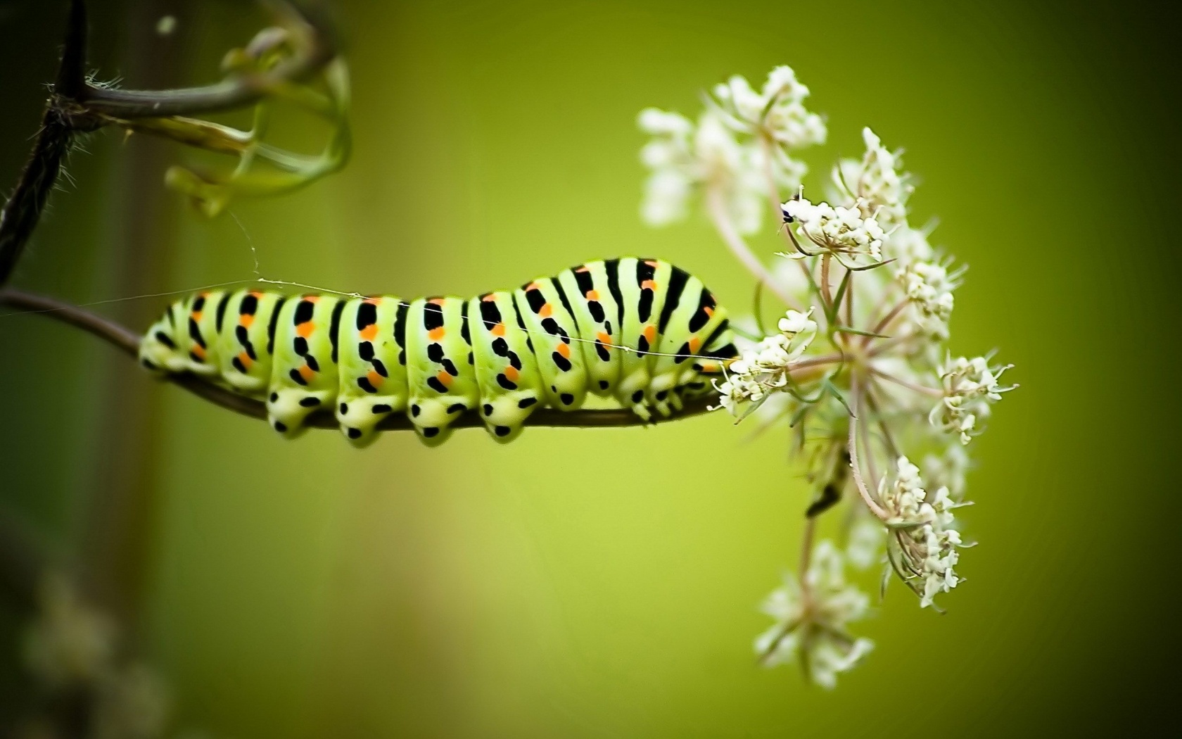 Caterpillar