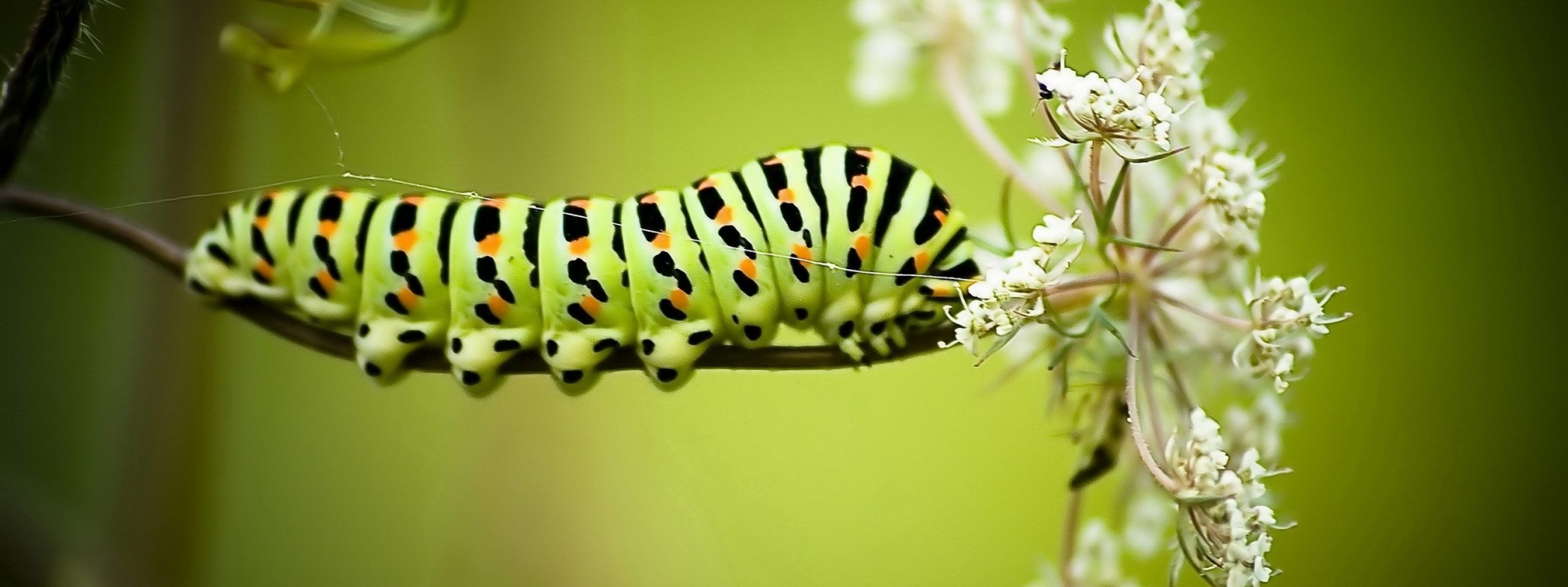 Caterpillar