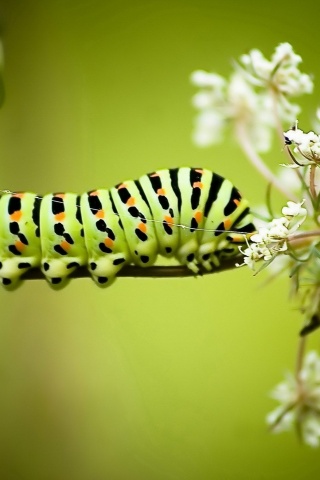 Caterpillar