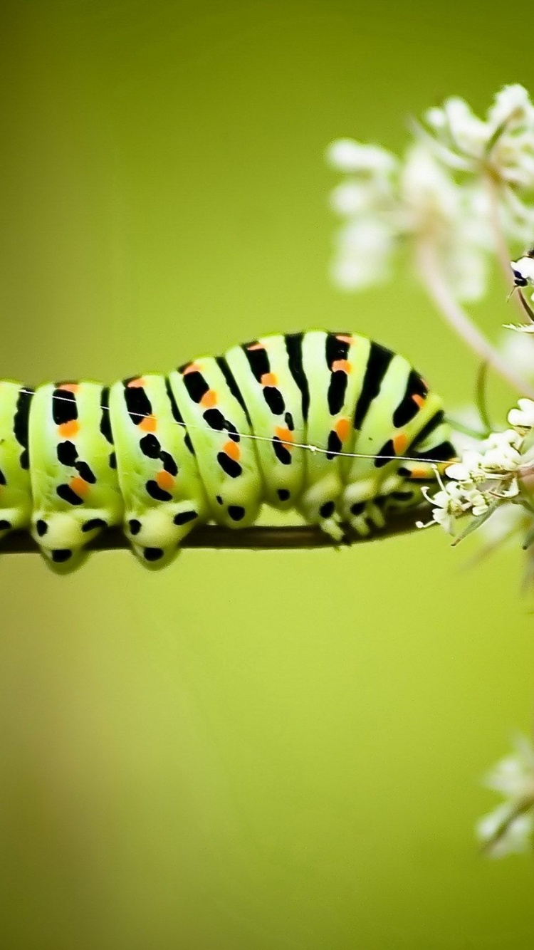 Caterpillar