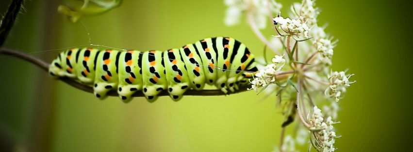 Caterpillar