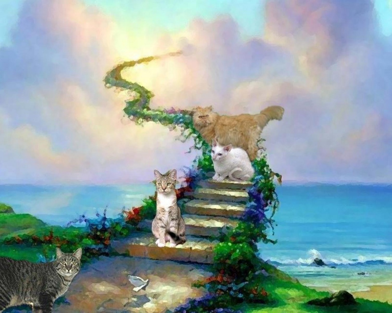 Cats And Heaven