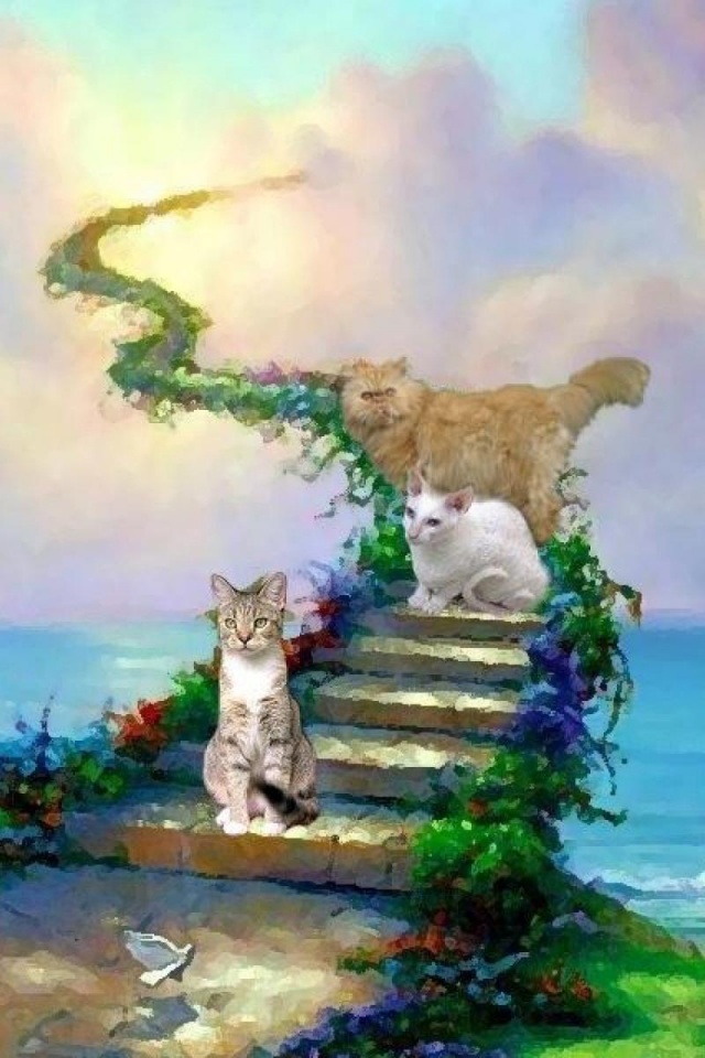 Cats And Heaven