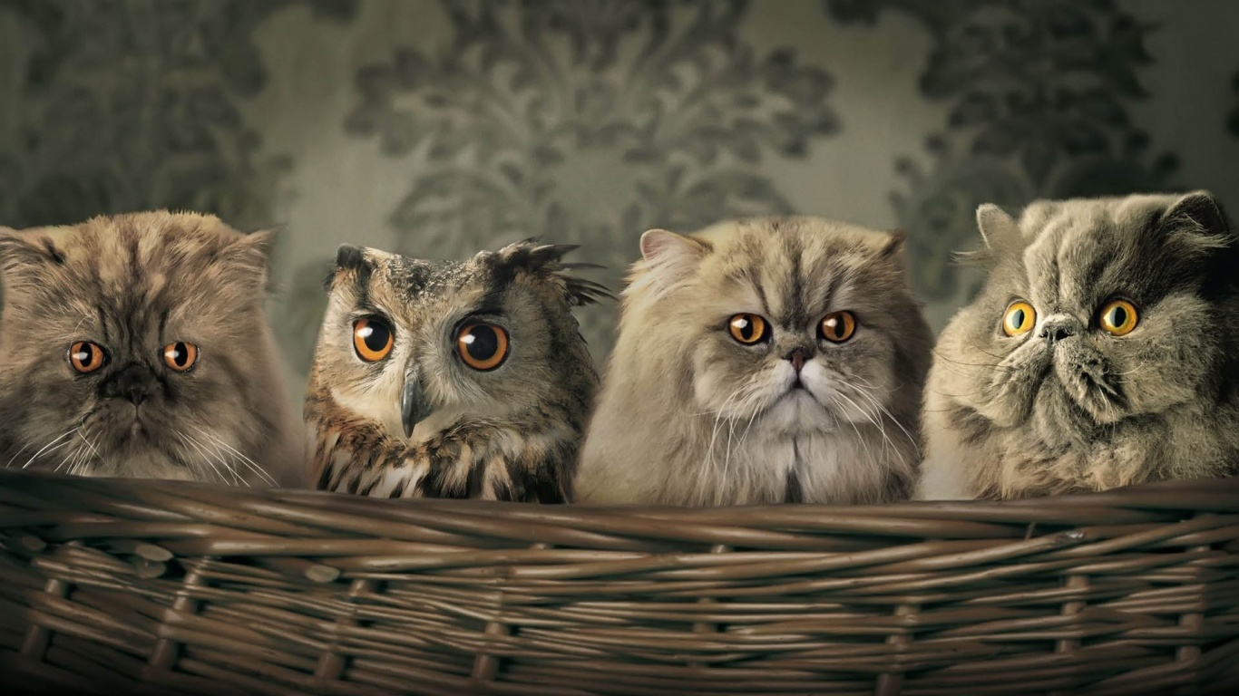 Cats And Owl