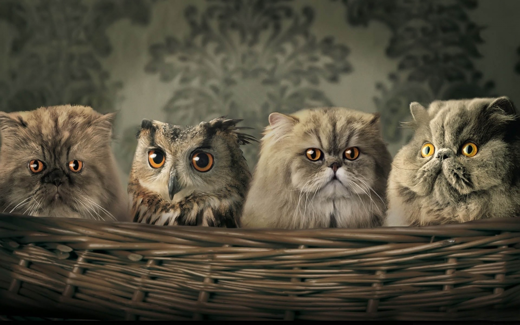 Cats And Owl