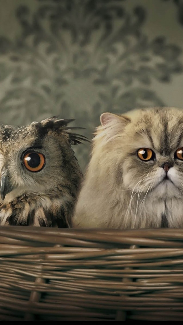 Cats And Owl