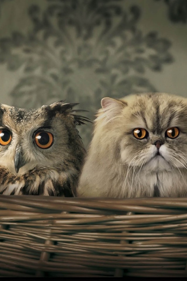 Cats And Owl