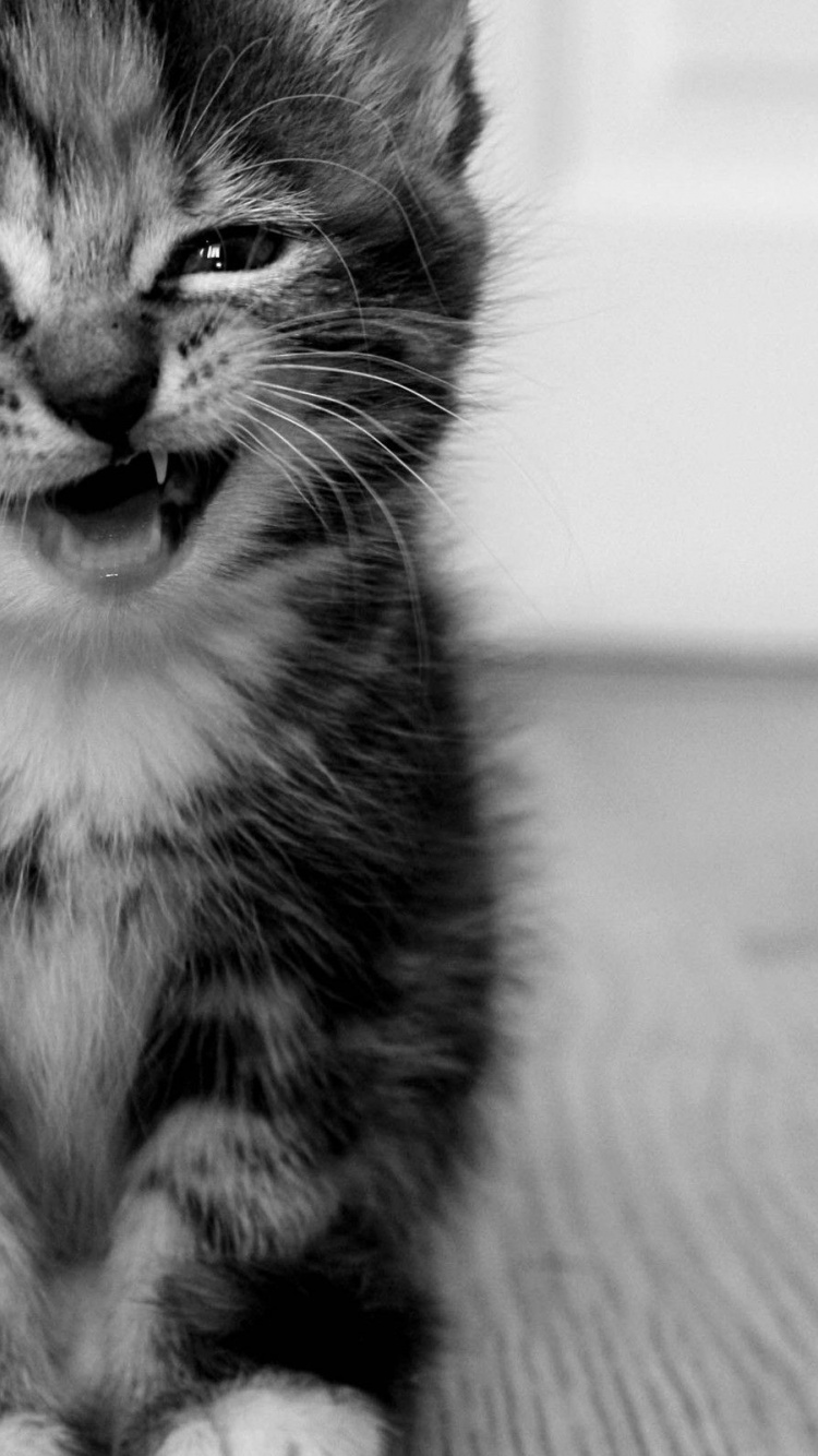 Cats Animals Funny Monochrome Kittens