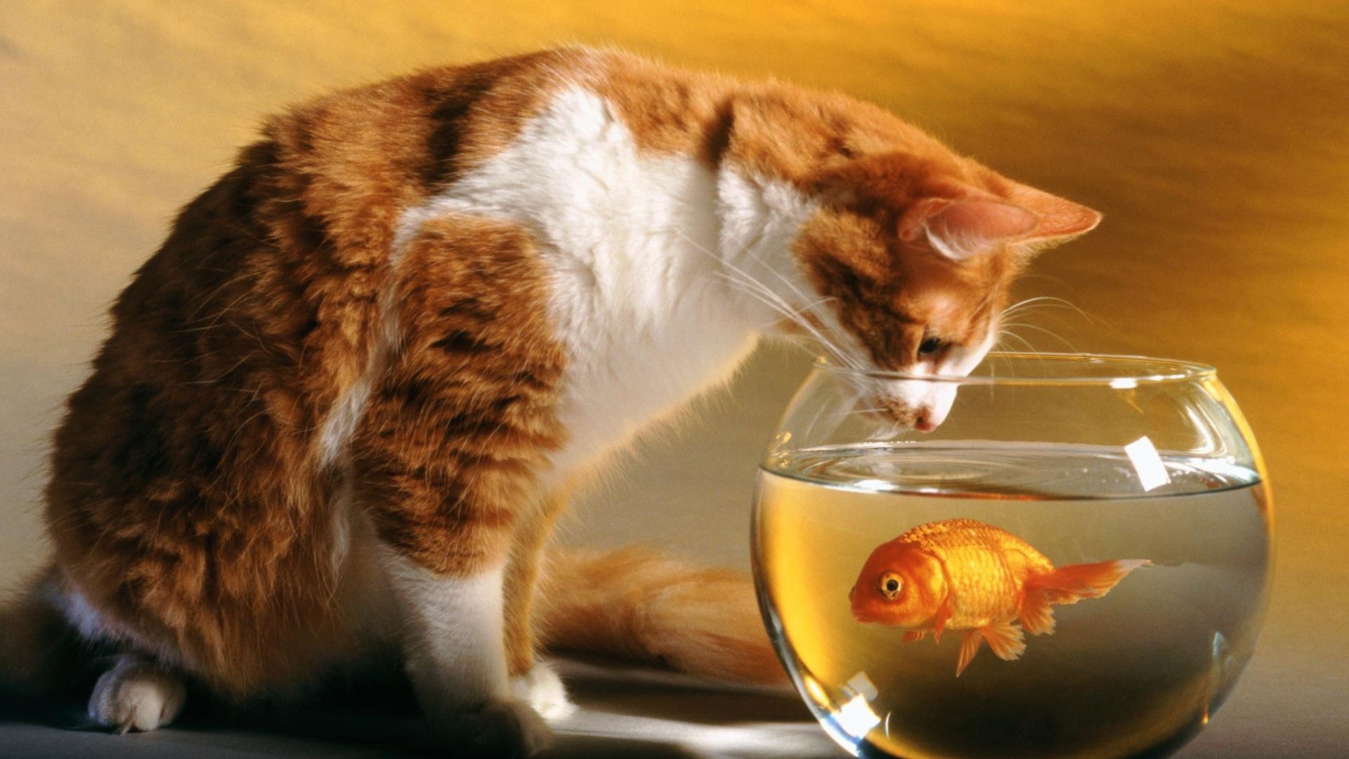 Cats Funny Goldfish Fish Bowls