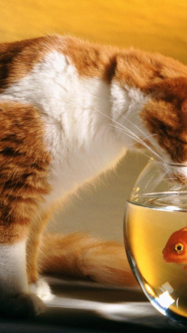 Cats Funny Goldfish Fish Bowls