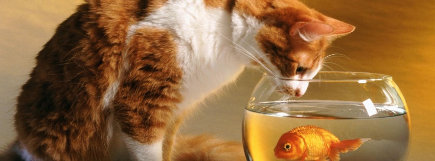 Cats Funny Goldfish Fish Bowls