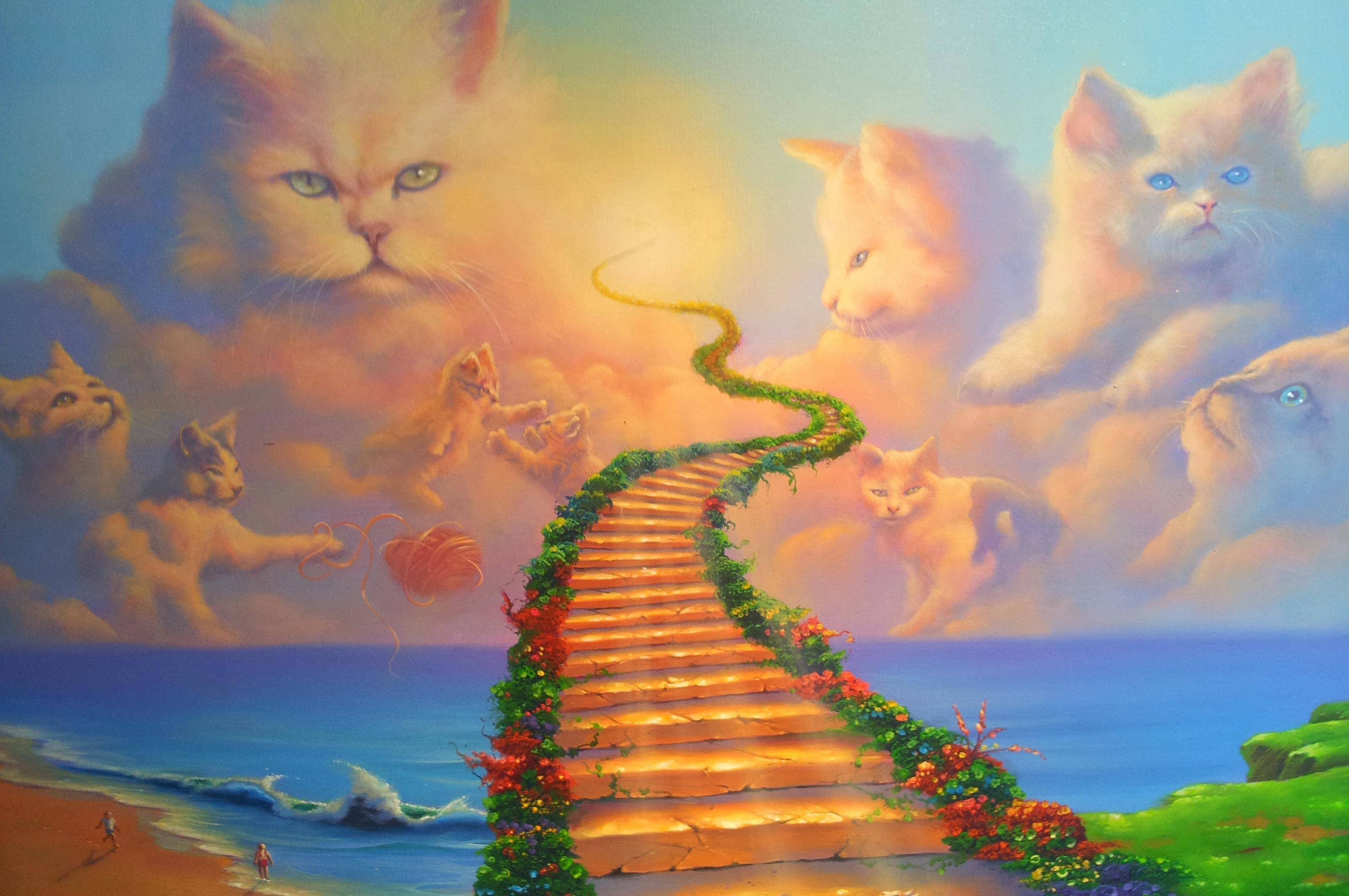 Cats Heaven