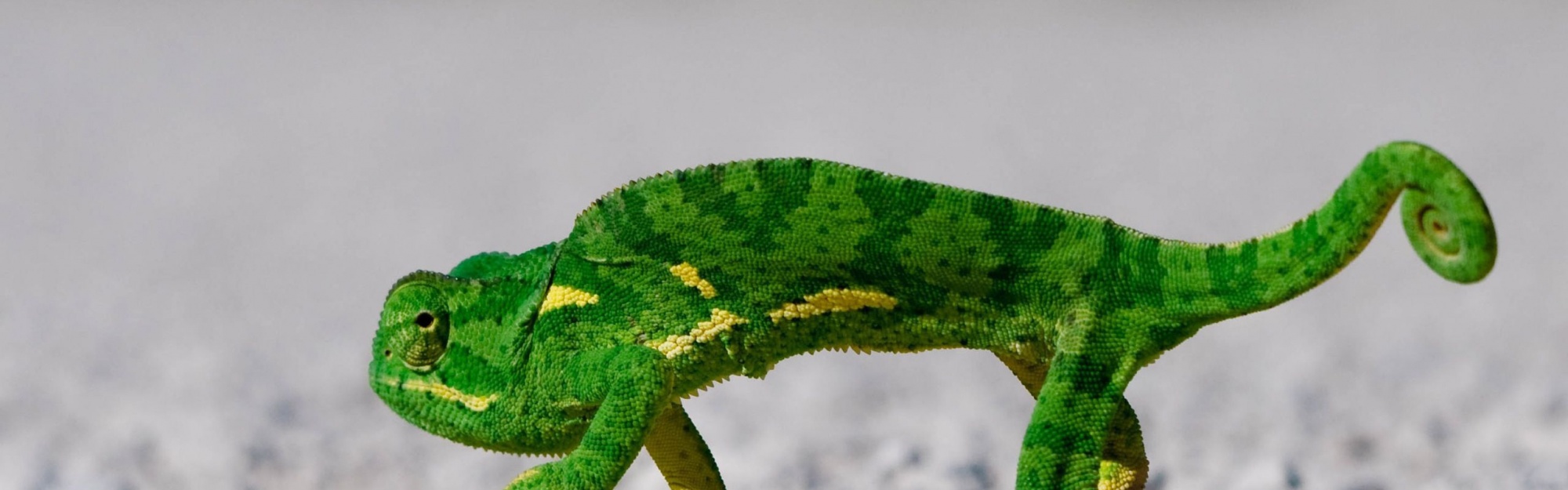 Chameleon On Sand