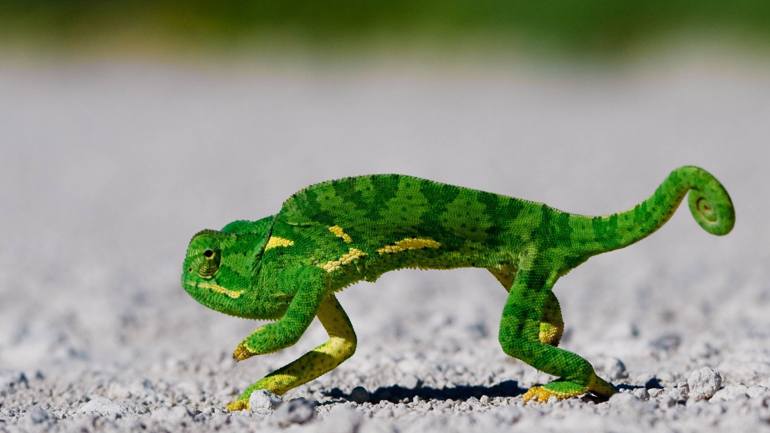 Chameleon On Sand