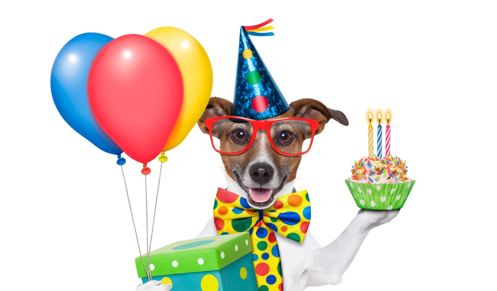 Cheerful Dog On Birthday