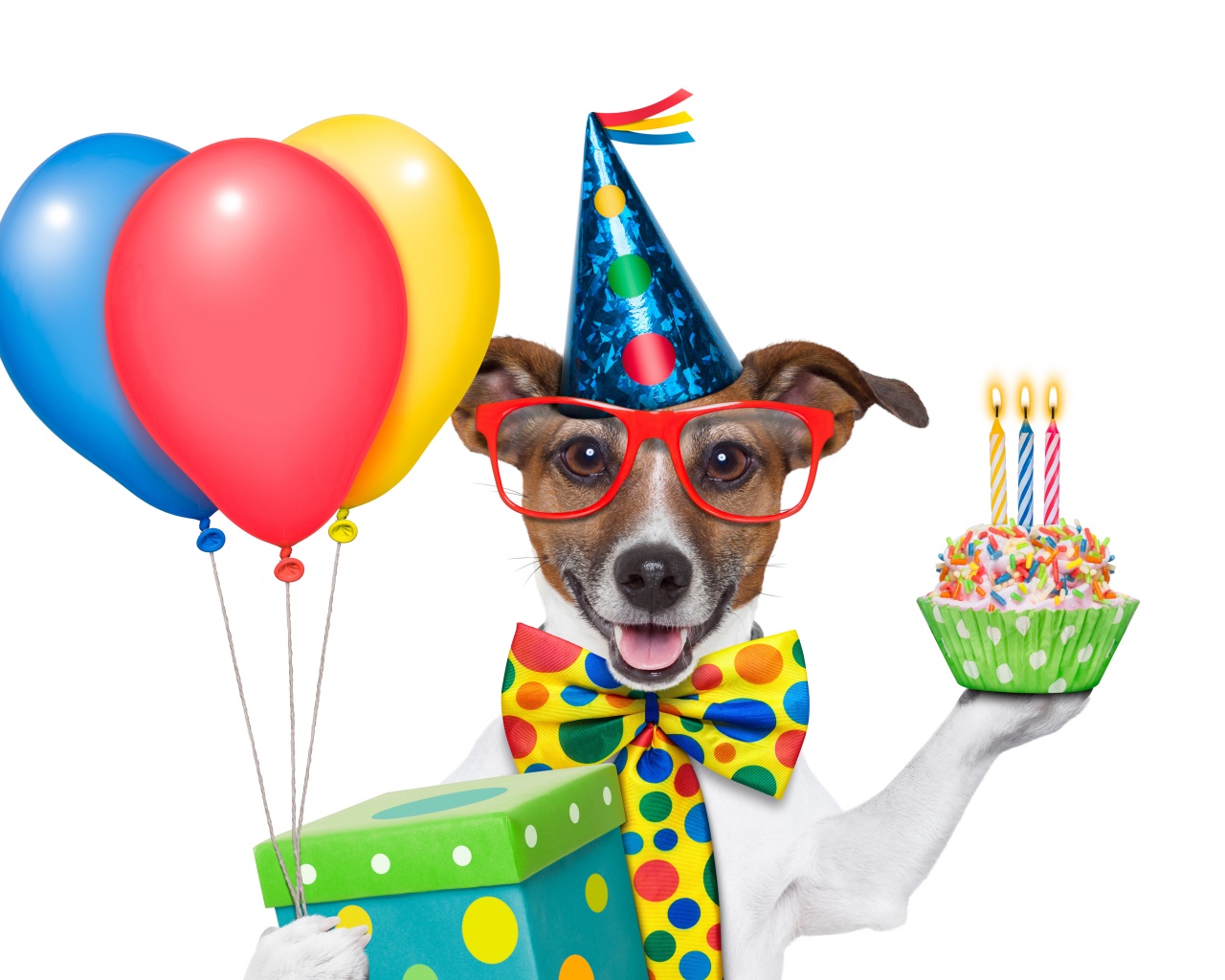 Cheerful Dog On Birthday