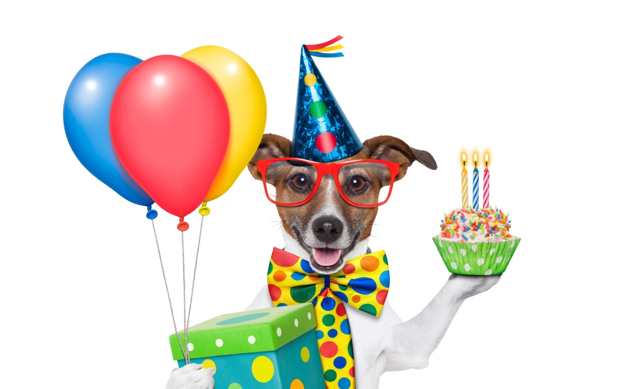 Cheerful Dog On Birthday