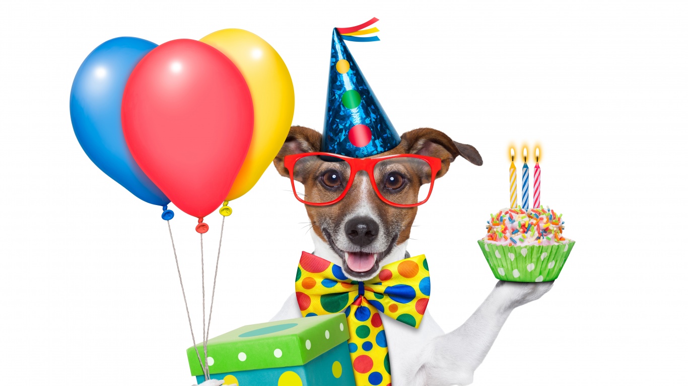 Cheerful Dog On Birthday