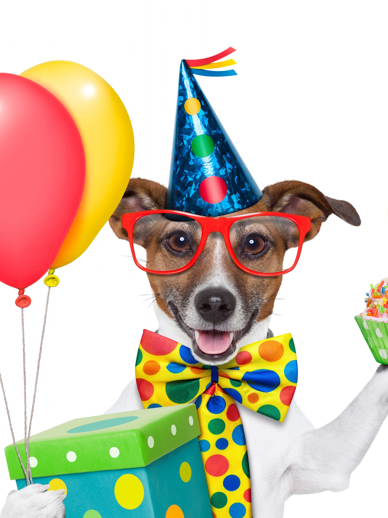 Cheerful Dog On Birthday