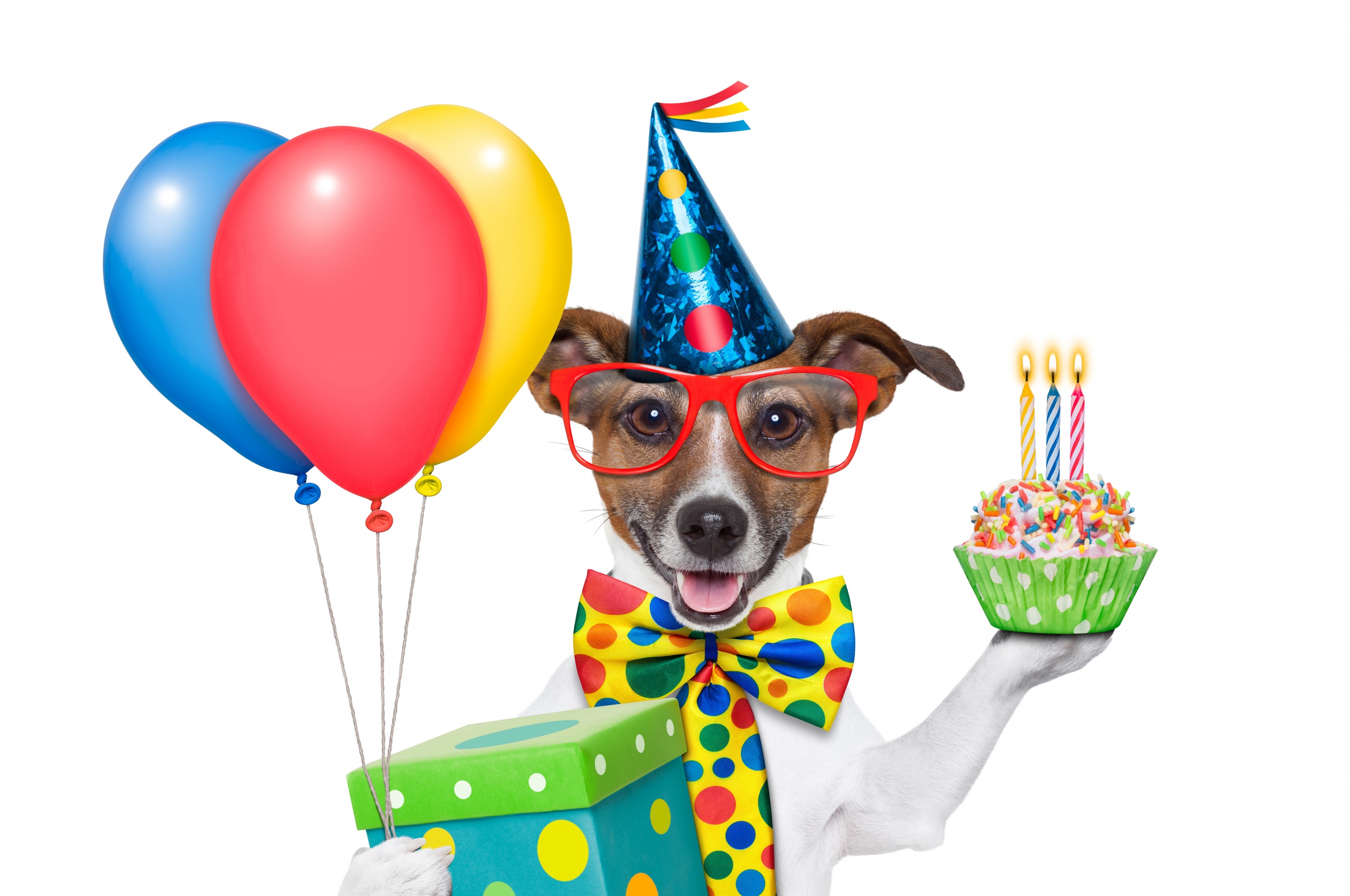 Cheerful Dog On Birthday