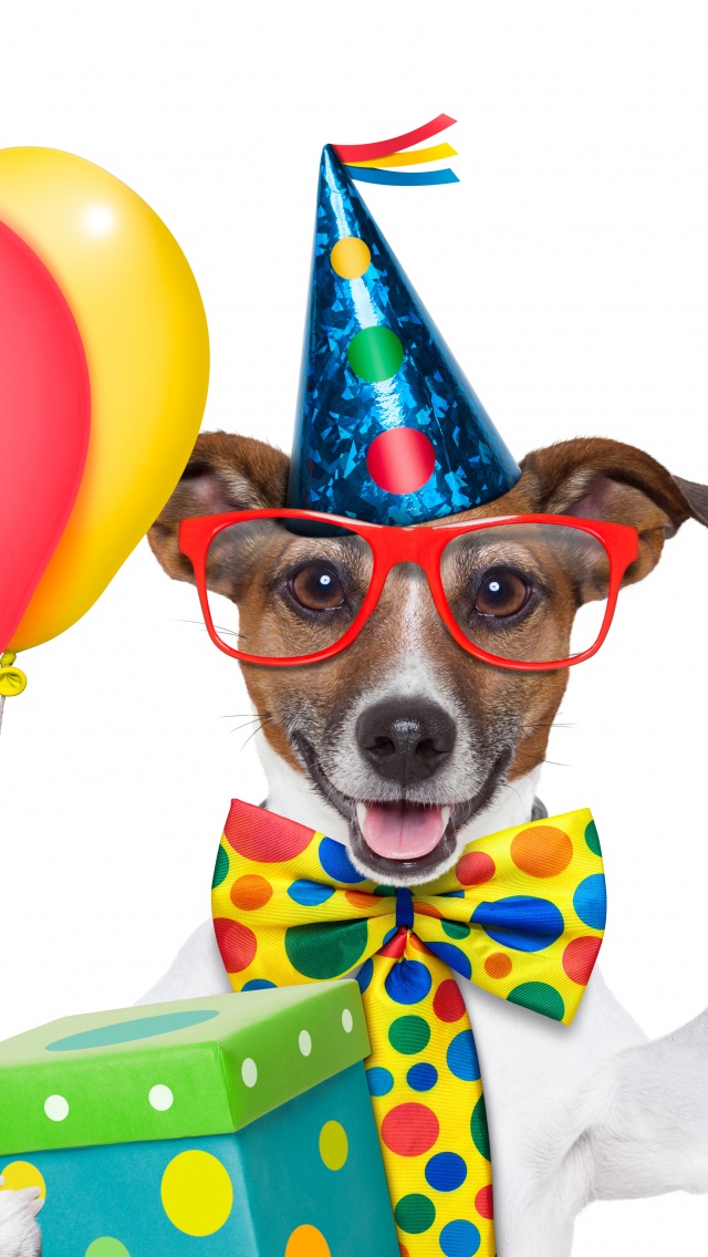 Cheerful Dog On Birthday