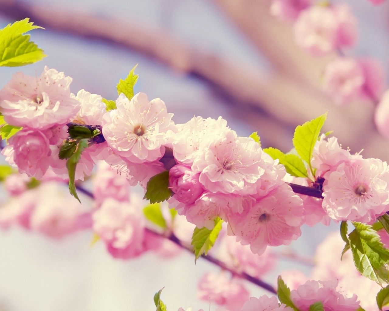 Cherries In Bloom Pink