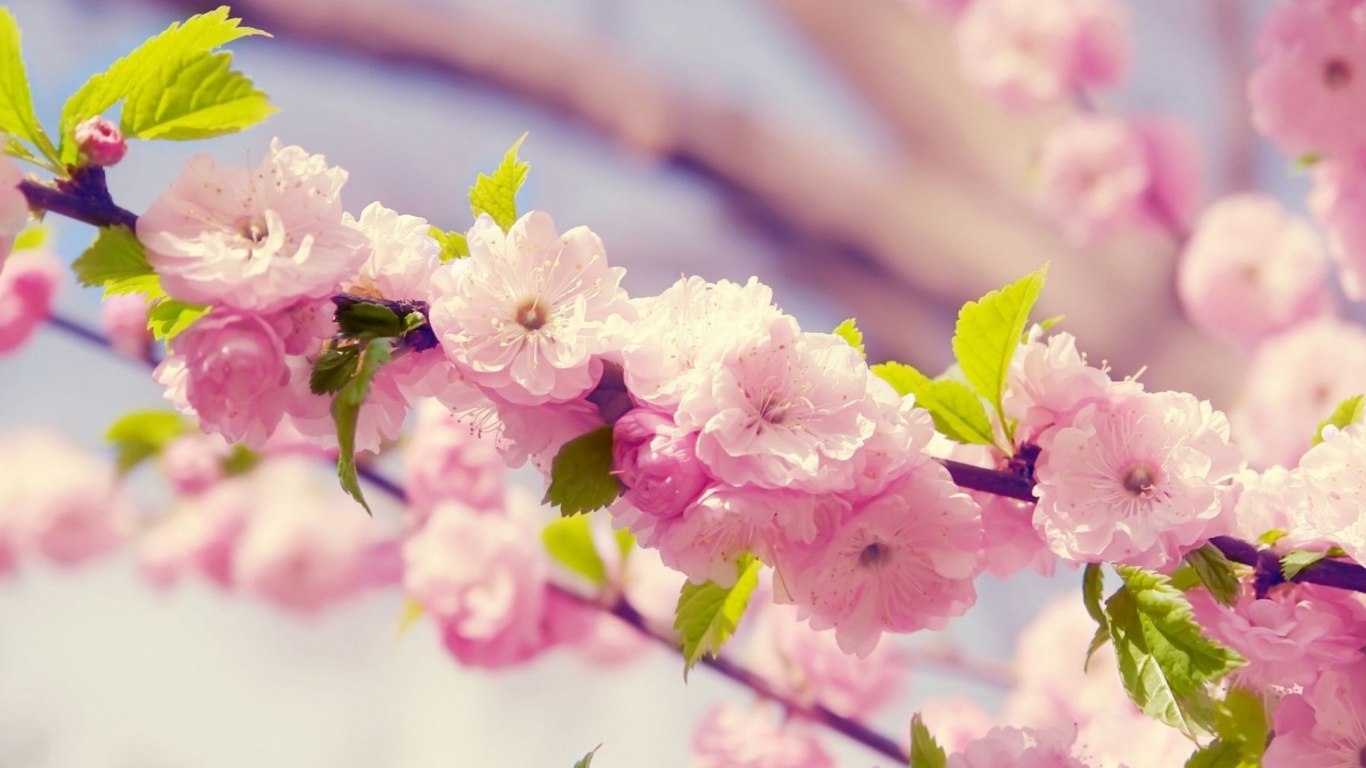 Cherries In Bloom Pink